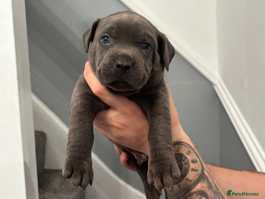 Mixed Breed dogs for sale: Cane Corse X puppies  - Image 11