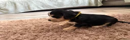 Cocker Spaniel dogs for sale: Show cocker spaniel puppies ready in 3 weeks  - Advert 9