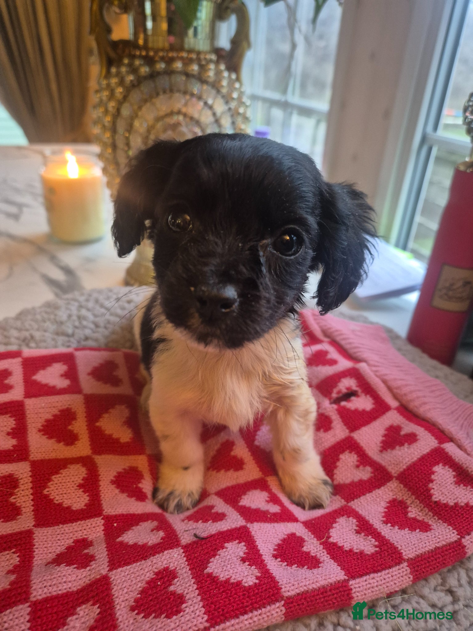 Jackapoo dogs MINI JACK A POO ONE LITTLE BOY LEFT  - Advert 1