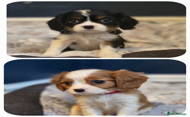 Cavalier King Charles Spaniel dogs FULLY HEALTH TESTED PARENTS KC REG CAV BOY PUPPIES - Advert 16