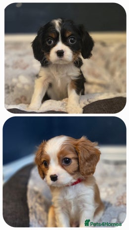 Cavalier King Charles Spaniel dogs FULLY HEALTH TESTED PARENTS KC REG CAVVIE PUPPIES - Advert 9