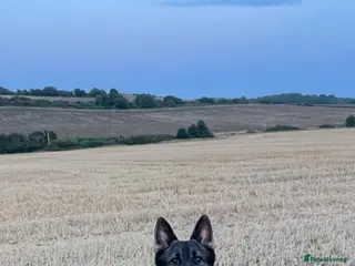 German Shepherd dogs Working line German shepherd for stud - Advert 1