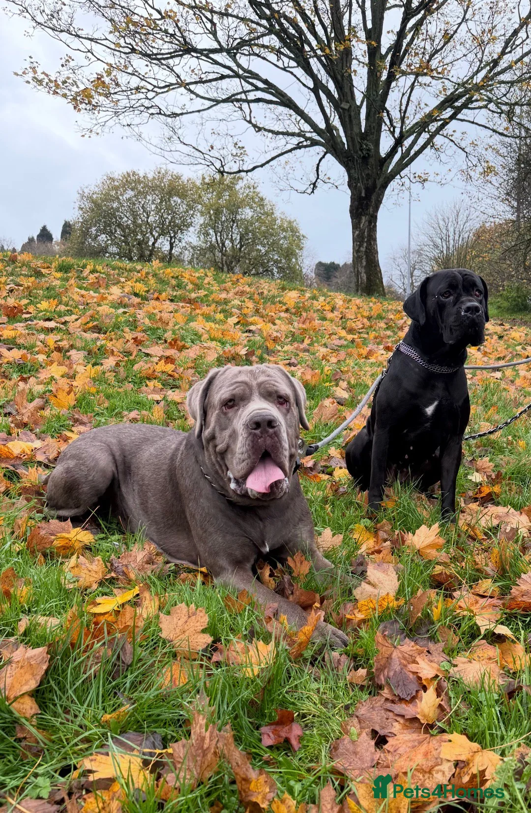 Cane Corso dogs for sale: Cane corso puppies  - Advert 10