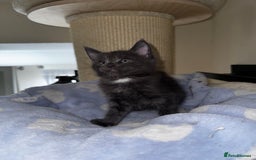 Maine Coon cats for sale: 🐾 Beautiful Maine Coon x Norwegian Forest Kittens - Image 8