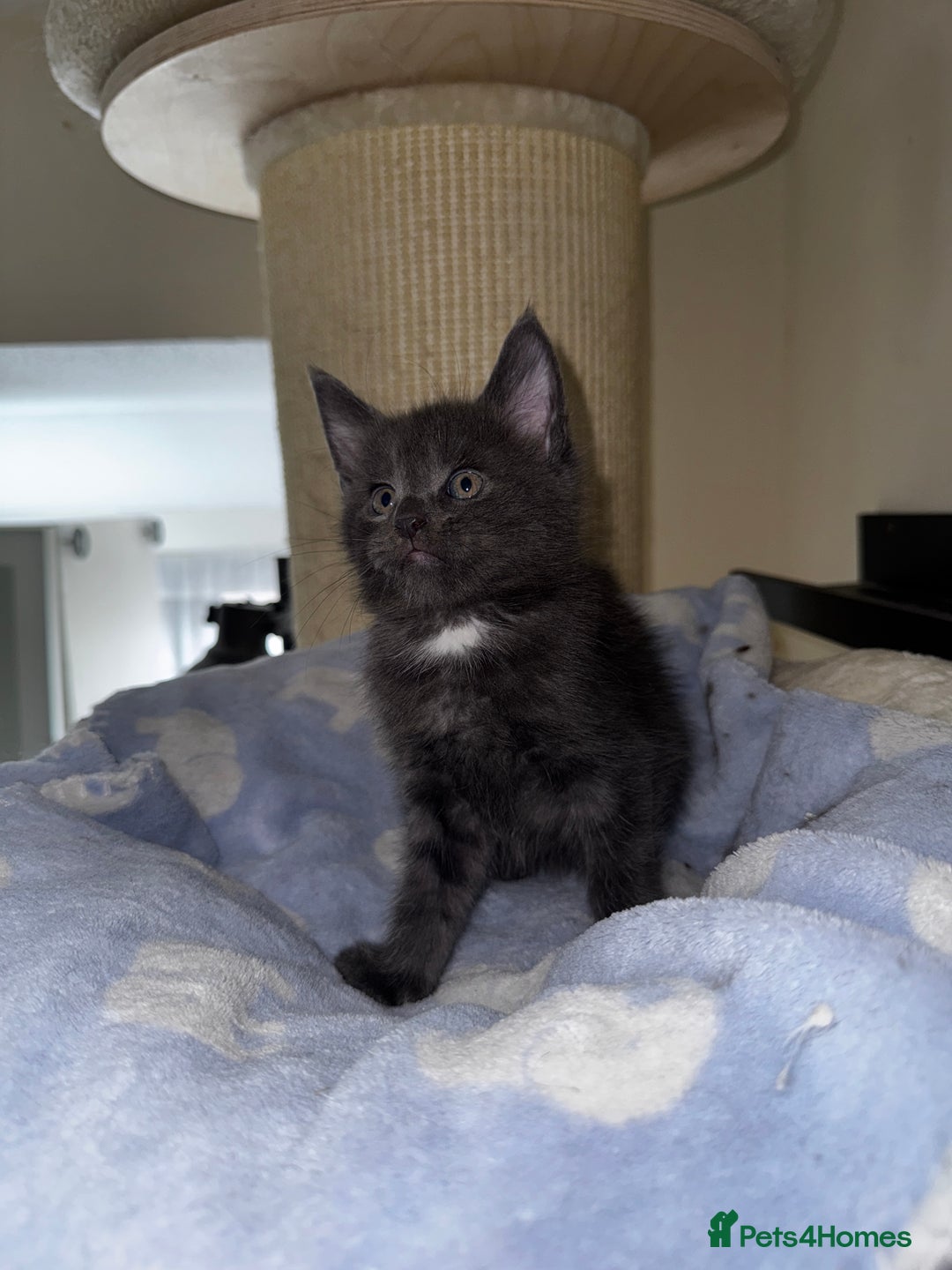 Maine Coon cats for sale: 🐾 Beautiful Maine Coon x Norwegian Forest Kittens - Image 8