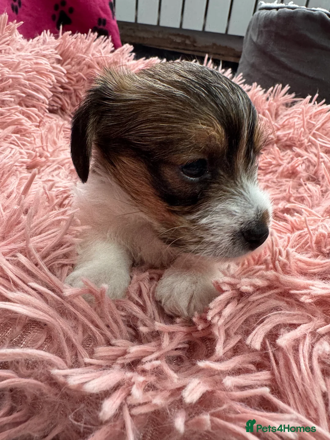 Mixed Breed dogs for sale: Parson Russell X mini Biewer rough coated pups  - Advert 5