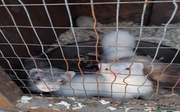 Ferret rodents for sale: Ferrets foe sale  - Image 3