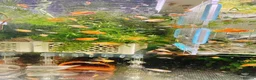 Plecos fish for sale: Beautiful small Platy, Guppy Molly &Pleco-HobbyTK  - Advert 10