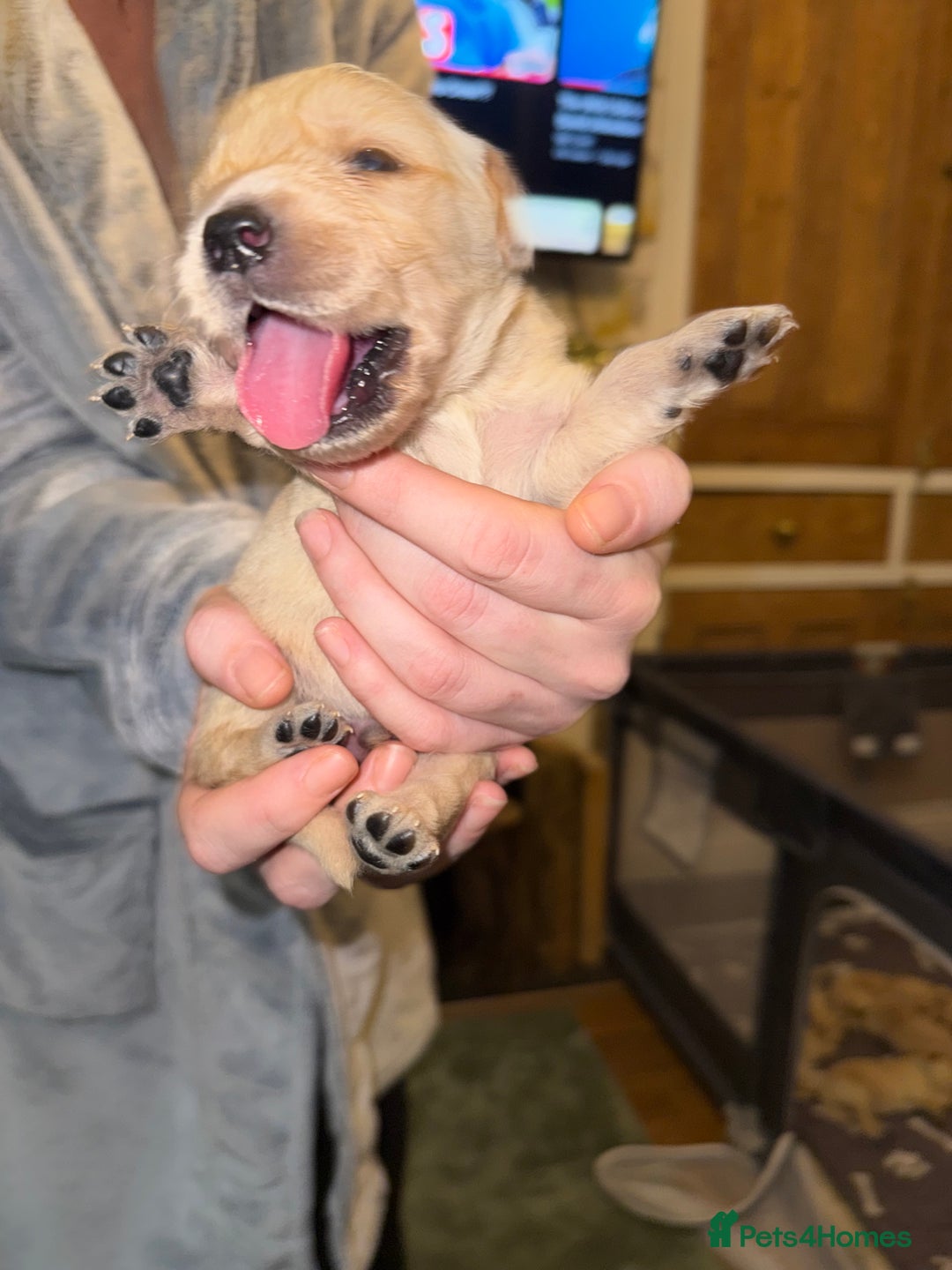 Goldador dogs for sale: 8 beautiful golden retriever x red lab puppies  - Advert 25