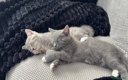 Mixed Breed cats for sale: Grey kittens  - Image 6