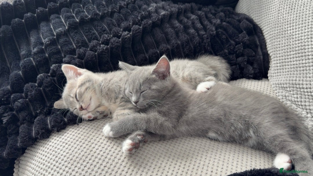Mixed Breed cats for sale: Grey kittens  - Image 6