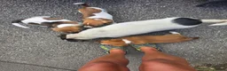 Jack Russell dogs for sale: Jack Russels  - Advert 2