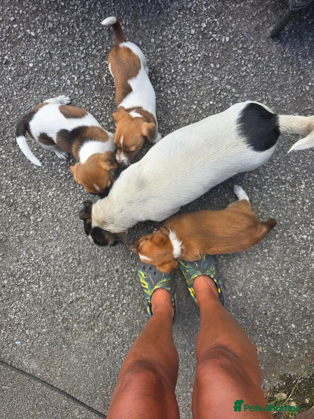 Jack Russell dogs for sale: Jack Russels  - Advert 2