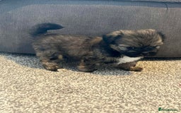 Zuchon dogs for sale: Bichon x Westie x Shih zu  - Advert 22