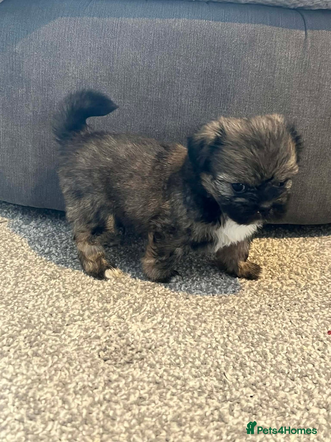 Zuchon dogs for sale: Bichon x Westie x Shih zu  - Advert 22