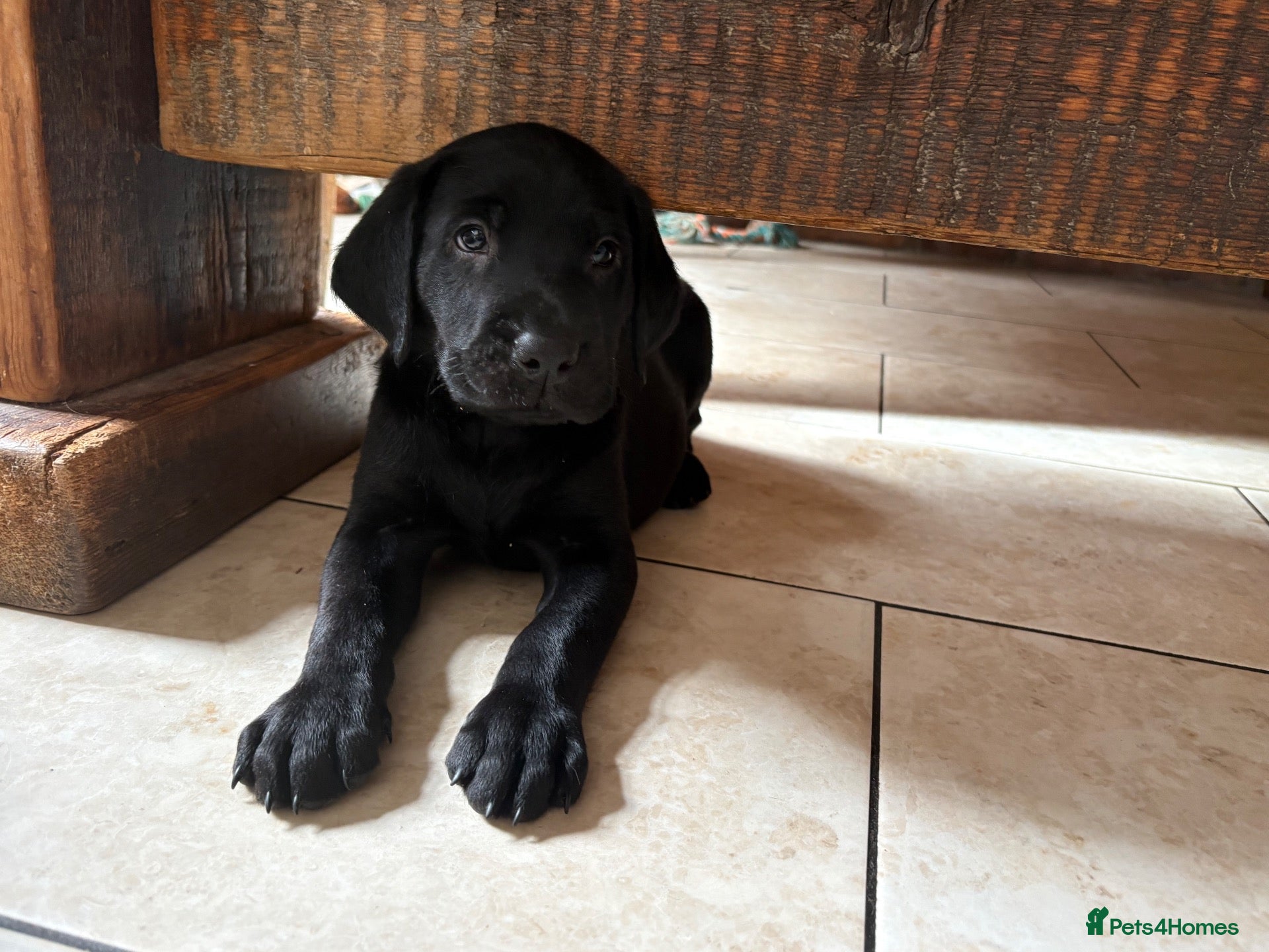Labrador Retriever dogs Health Tested IGL Champion Bred Labrador Puppies  - Advert 1