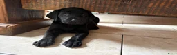 Labrador Retriever dogs for sale: Health Tested IGL Champion Bred Labrador Puppies  - Advert 1