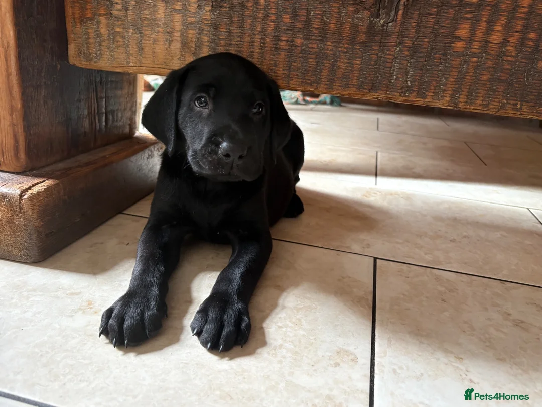 Labrador Retriever dogs for sale: Health Tested IGL Champion Bred Labrador Puppies  - Advert 1