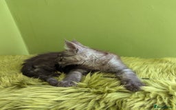 Maine Coon cats for sale: Beautiful Pedigree Maine Coon Kittens  - Image 6