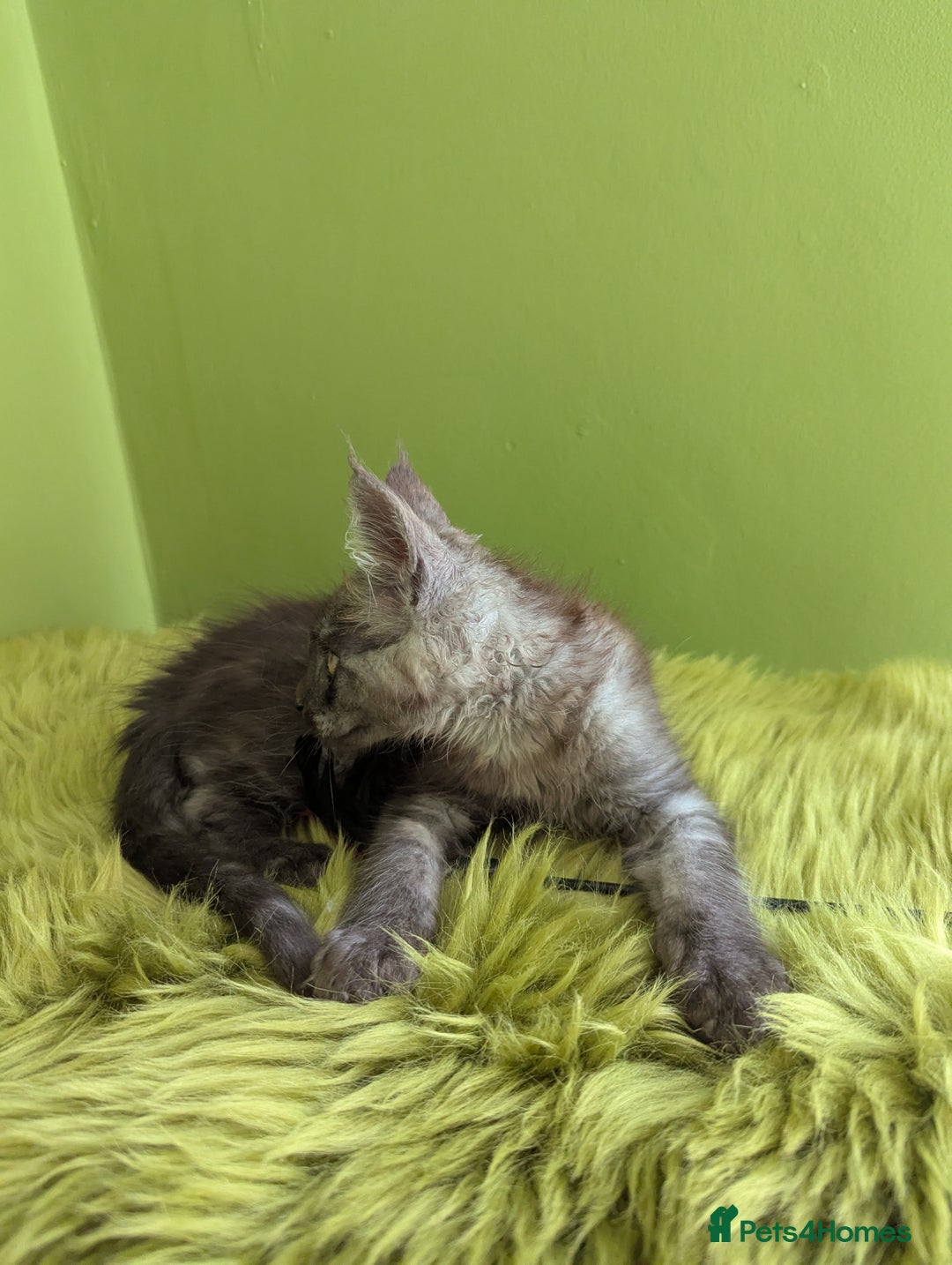Maine Coon cats for sale: Beautiful Pedigree Maine Coon Kittens  - Image 6