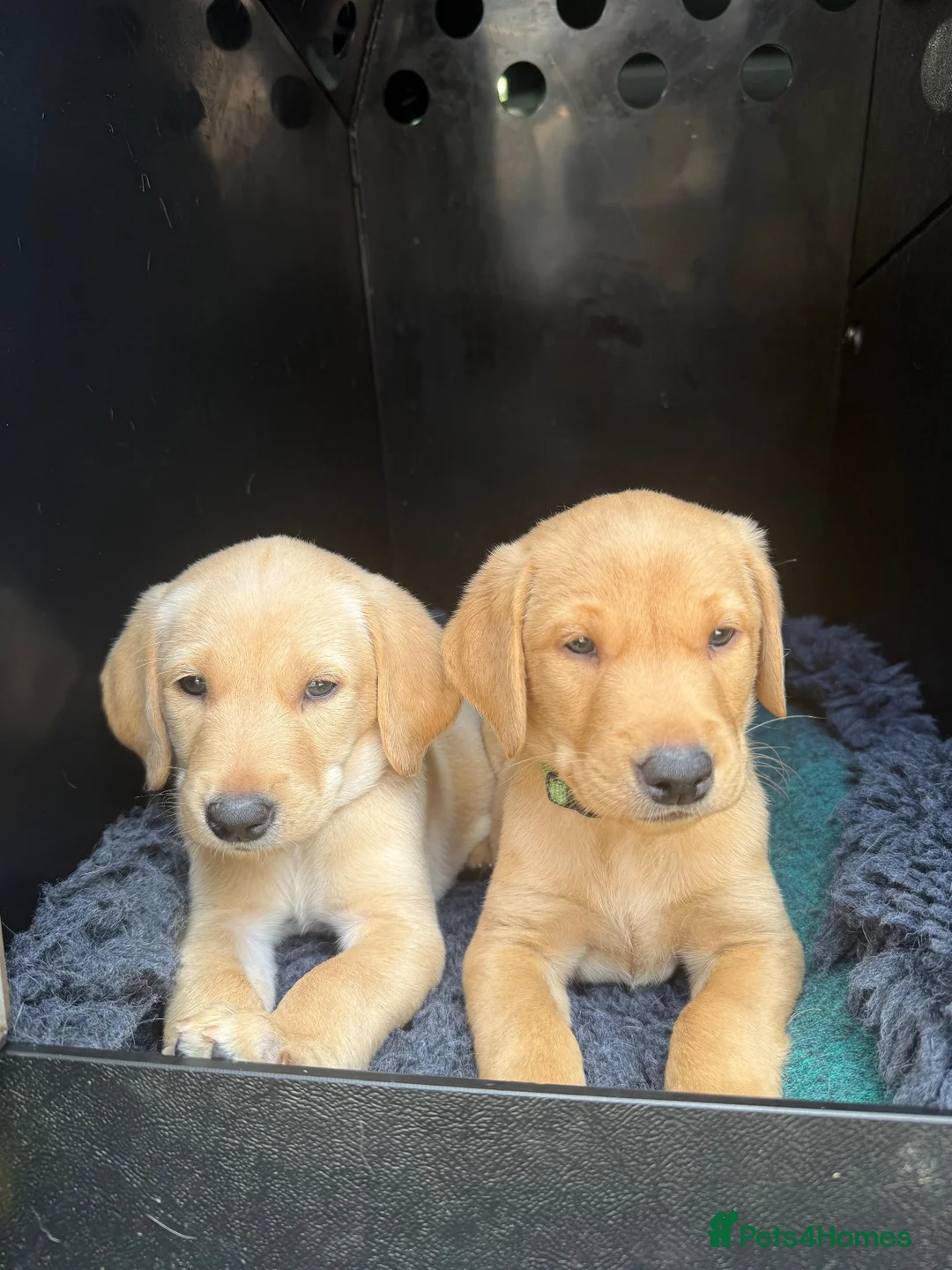Labrador Retriever dogs for sale: KC Registered Labrador Bitch Puppy - Advert 2