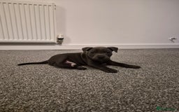 Staffordshire Bull Terrier dogs for sale: 2 GORGEOUS boys  - Image 16