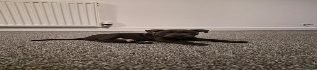 Staffordshire Bull Terrier Puppy 2