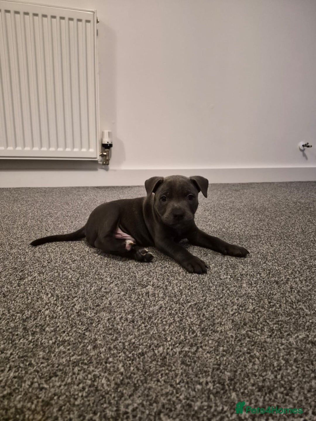 Staffordshire Bull Terrier dogs for sale: 2 GORGEOUS boys  - Image 16