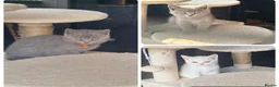 Scottish Fold cats for sale: Scottish fold/ British shorthair kittens  - Advert 1