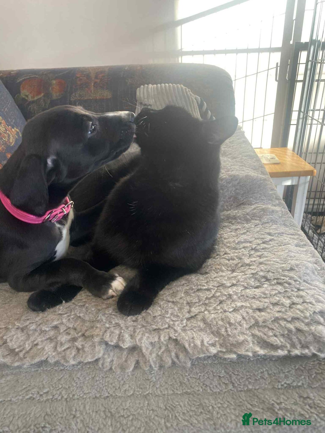 Mixed Breed dogs for sale: Beautiful Saluki x Whippet puppies - Advert 27