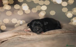 Miniature American Shepherd dogs for sale: MAS Available  - Image 1