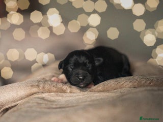 Miniature American Shepherd dogs - Advert 21