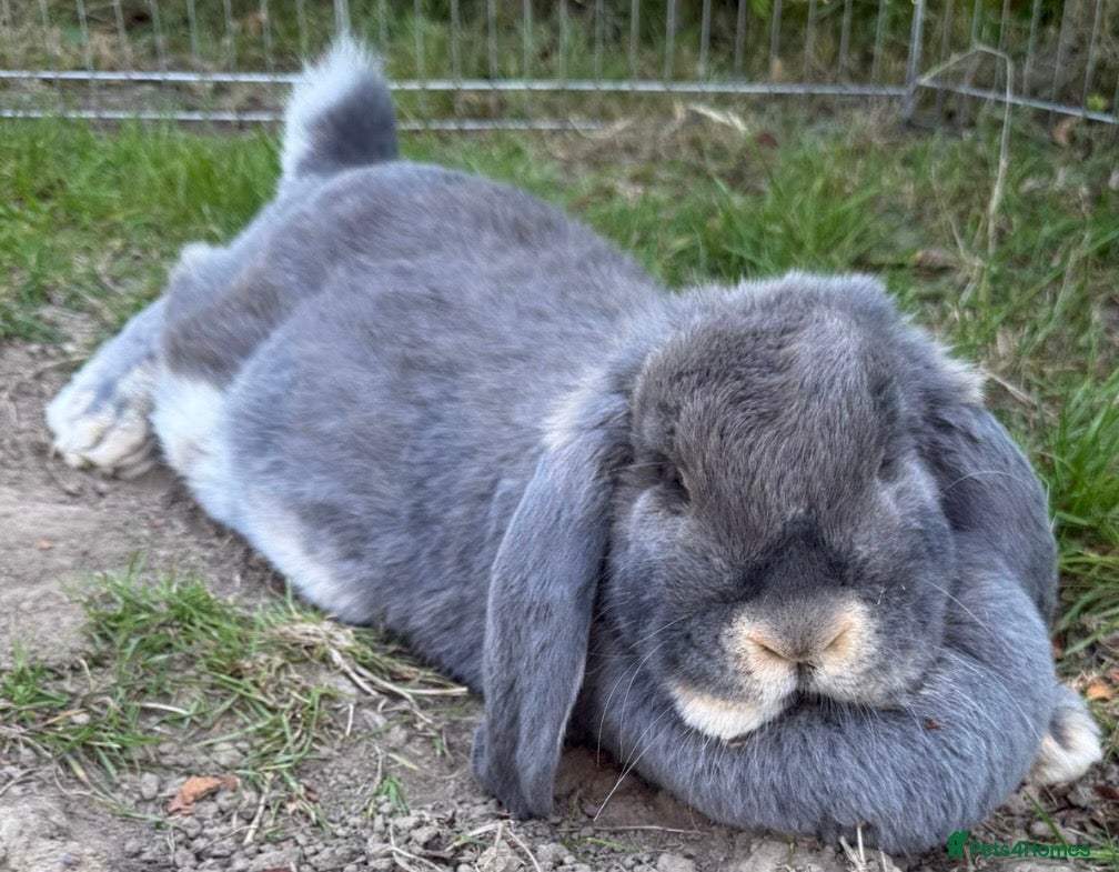 French Lop rabbits Blue otter French lop doe  - Advert 1