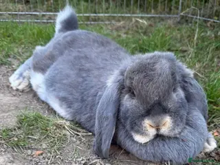 French Lop rabbits Blue otter French lop doe - Advert 1