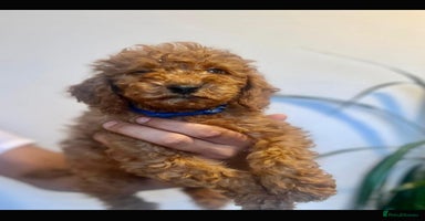 Cockapoo dogs - Advert 8