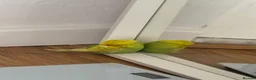 Budgerigars birds for sale: Male Budgerigar it ‘s name is Miço in Chester - Advert 7