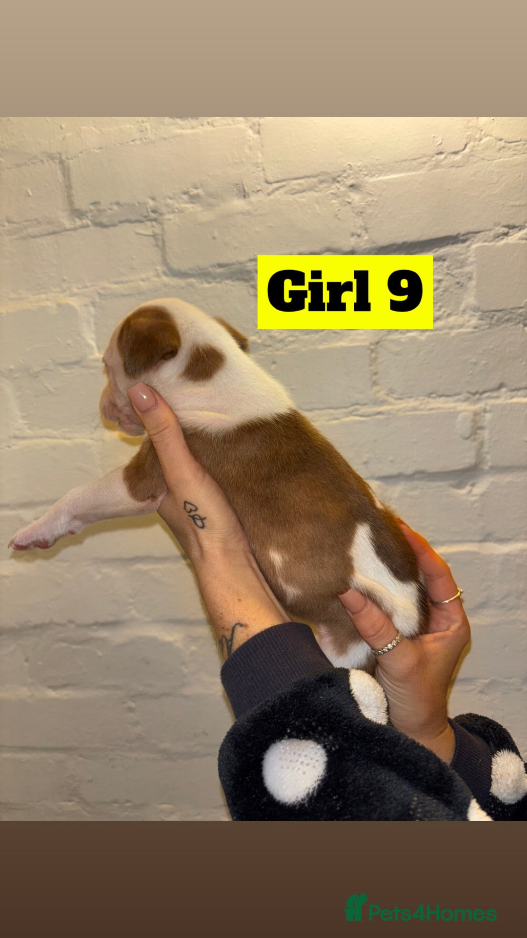 Mixed Breed dogs for sale: Beautiful Border collie/kelpie X staff cross pups - Image 23