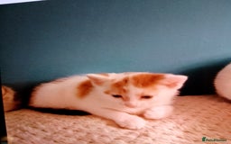 Mixed Breed cats for sale: Beautiful hand reared kittens  - Image 5