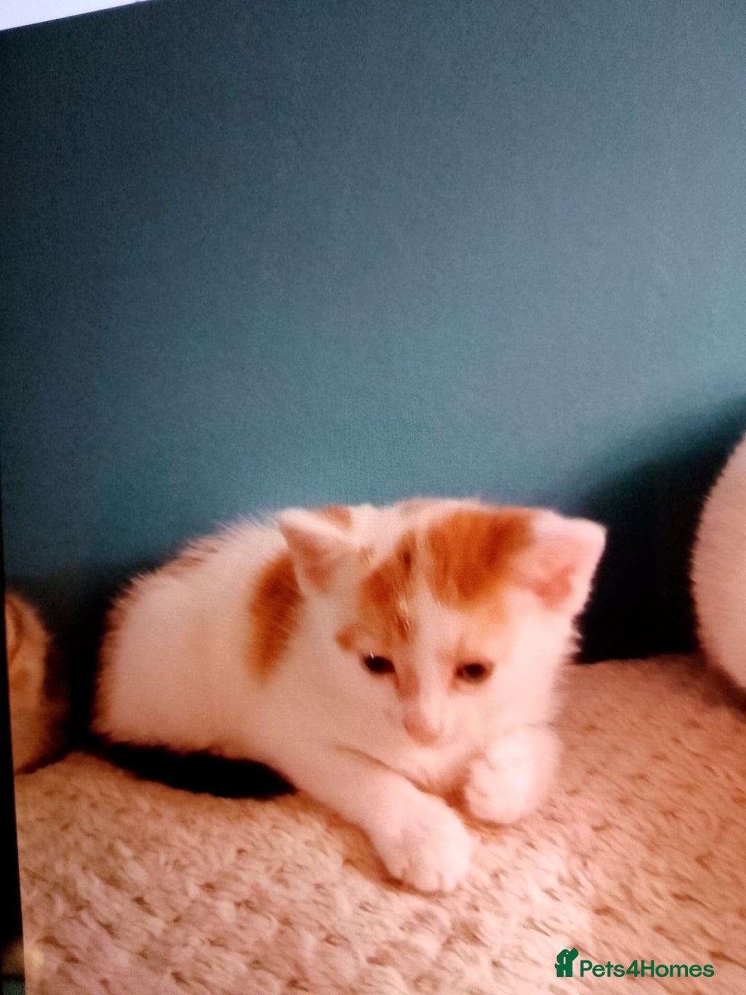 Mixed Breed cats for sale: Beautiful hand reared kittens  - Image 5