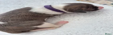 Whippet Puppy 5 💜