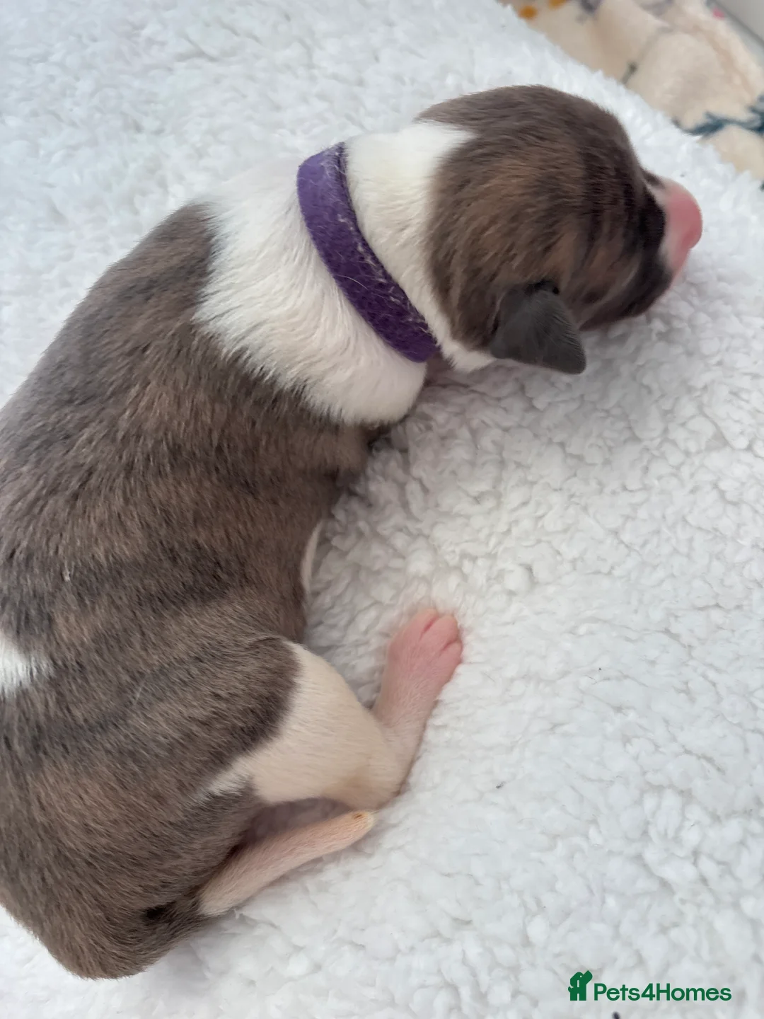 Whippet dogs for sale: 🌟 quality KC whippet pups 🌟 - Advert 3