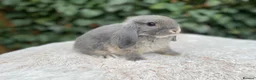 Mini Lop rabbits for sale: Baby Mini Lop bunnies for sale  - Advert 6