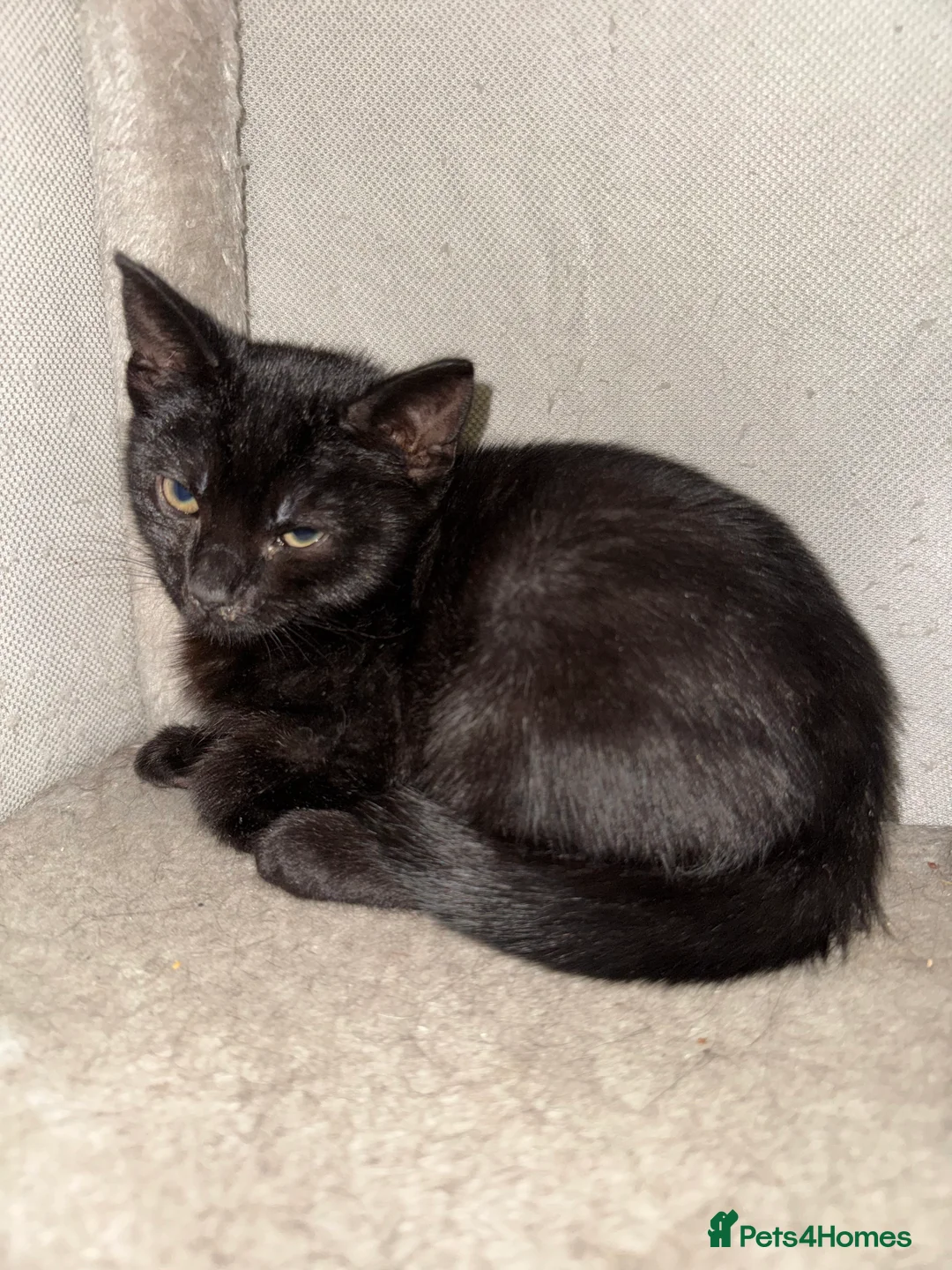 Mixed Breed cats for sale: Last girl available for free - Advert 3