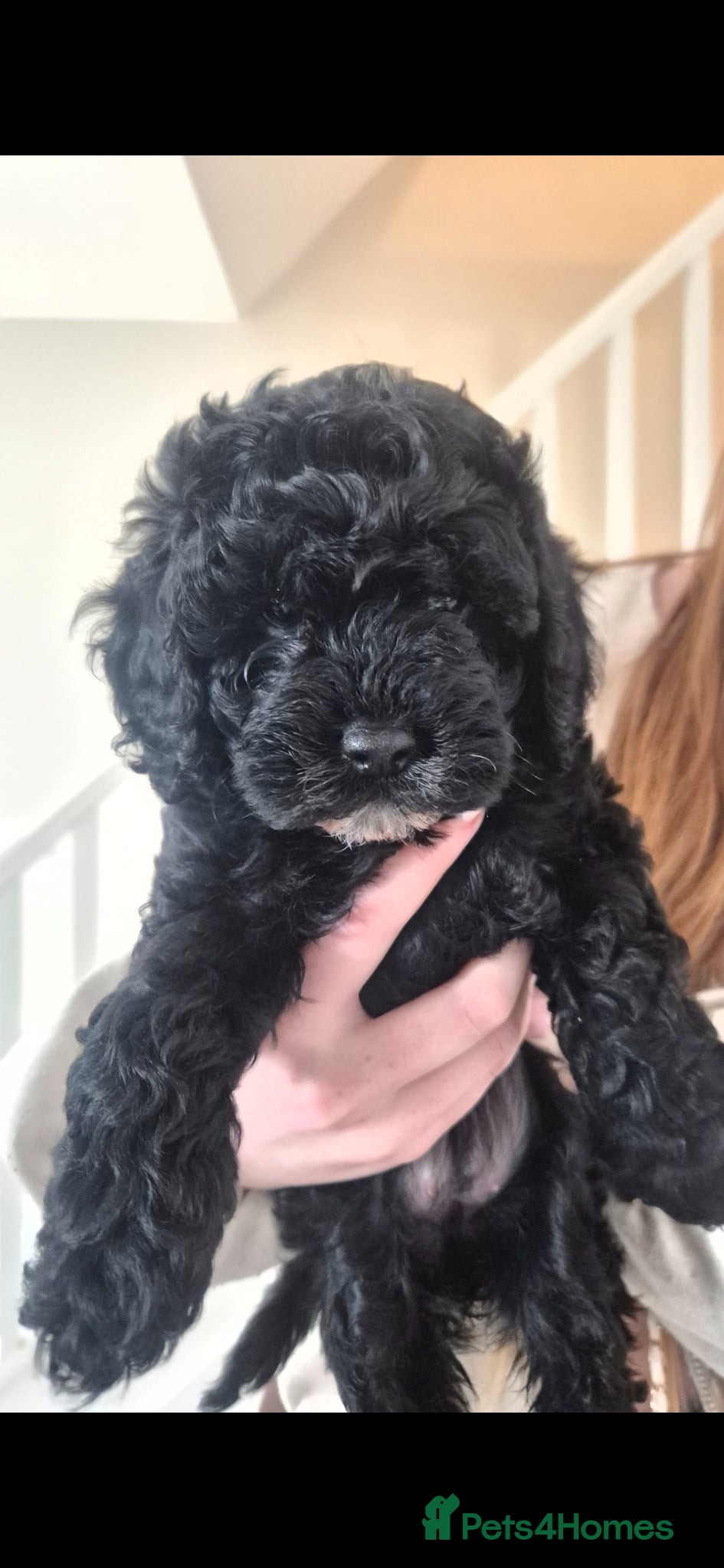 Cavapoo dogs 9 week old Cavapoo puppy - Advert 2