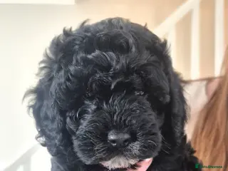 Cavapoo dogs 9 week old Cavapoo puppy - Advert 2