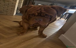 Dogue De Bordeaux dogs for stud: Beautiful Large Breed Dogue de Bordeaux for stud - Advert 2