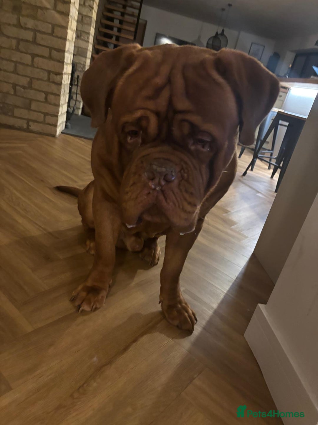 Dogue De Bordeaux dogs for stud: Beautiful Large Breed Dogue de Bordeaux for stud - Advert 2