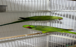 Ringnecks birds for sale: Breeding Pair Of Indian Ringneck Parrots - Image 5