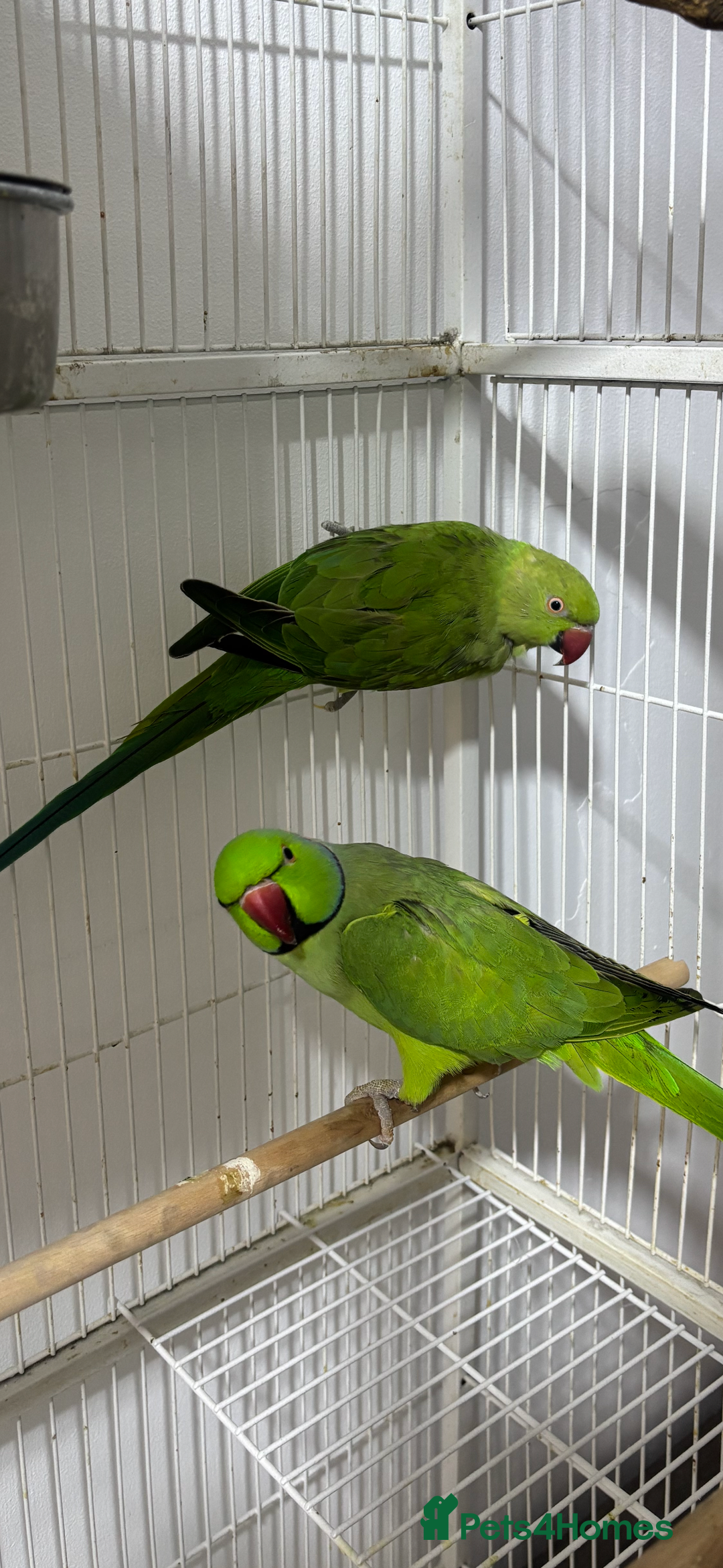 Ringnecks birds for sale: Breeding Pair Of Indian Ringneck Parrots - Image 5