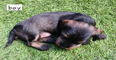 Miniature Dachshund dogs - Advert 8